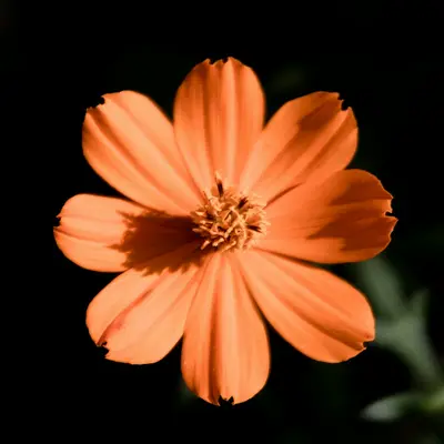 Orange Flash flower variety
