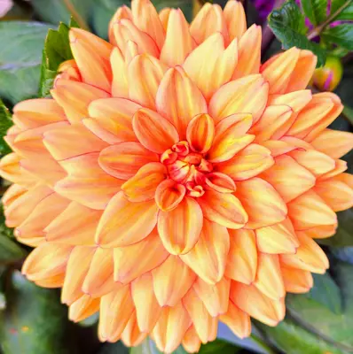 Orange Queen Improved flower variety