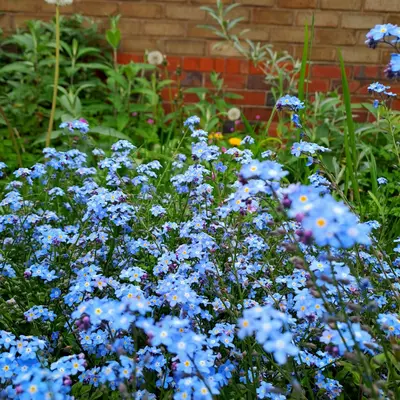 Oxford Blue flower variety