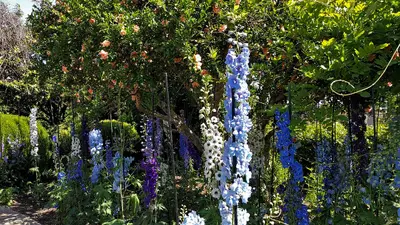 Pacific Apricot Beauty flower variety