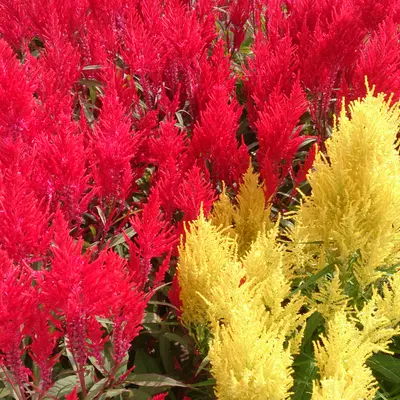 Pampas Plume flower variety