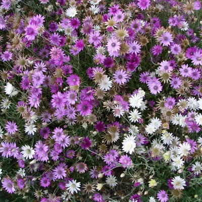 Paper Flower Double Mixture flower variety