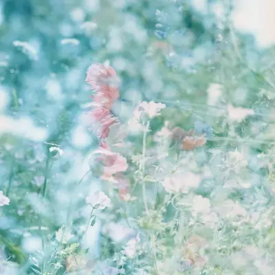 Pastel Shades™ flower variety