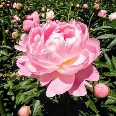 Peony Sarah Bernhardt flower variety