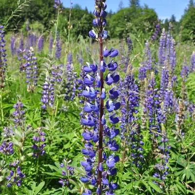 Perennial Lupine flower variety