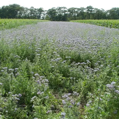 Phacelia flower variety