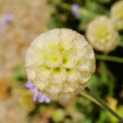 a close up of a flower with a blurry background