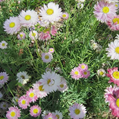 Pierrot Red flower variety