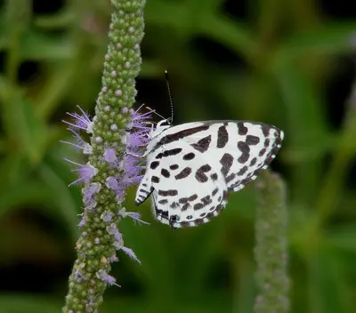 Pierrot White (Rhodanthe chlorocephala)