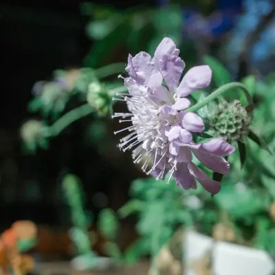 Pincushion Formula Mix flower variety