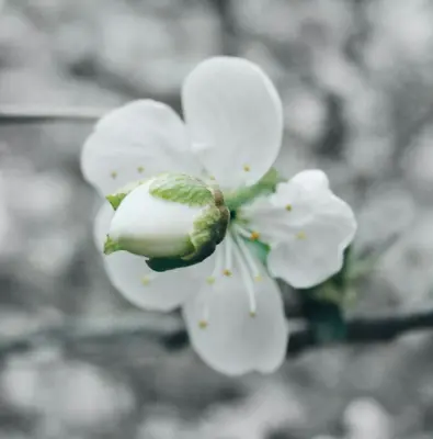Potomac Appleblossom flower variety