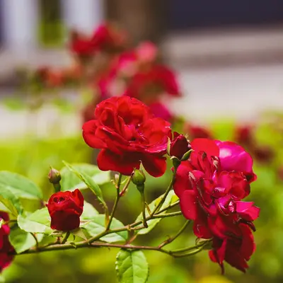 Potomac Cherry Rose flower variety