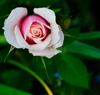 Potomac Ivory flower variety