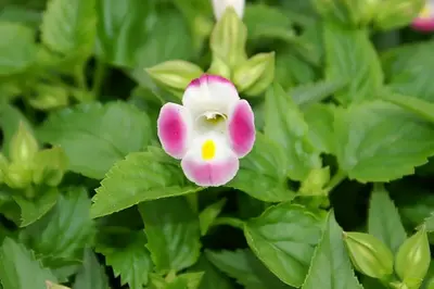 Potomac Pink flower variety