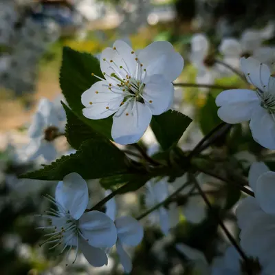 Potomac Plumblossom flower variety
