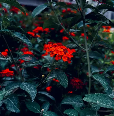 Potomac Red flower variety