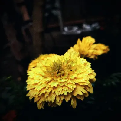 Potomac Yellow flower variety