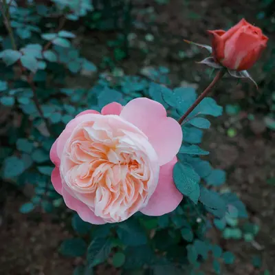 Prince Rose flower variety