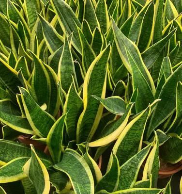 ProCut® Bicolor flower variety