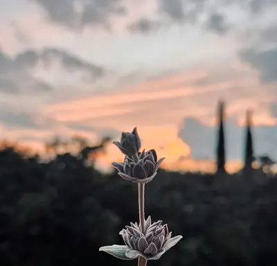 ProCut® Horizon flower variety