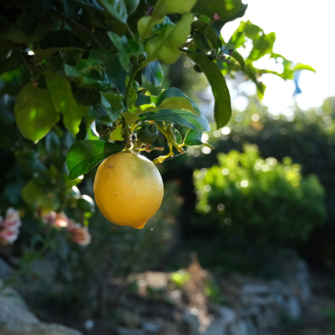 ProCut® Lemon flower variety