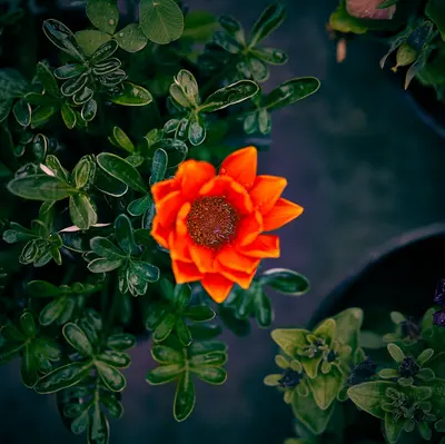 ProCut® Orange Excel flower variety