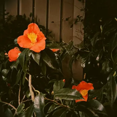 ProCut® Orange flower variety