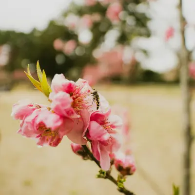 ProCut® Peach flower variety