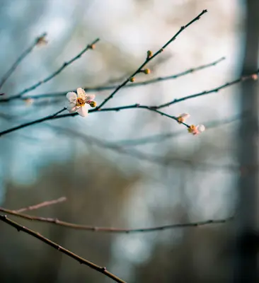 ProCut® Plum flower variety