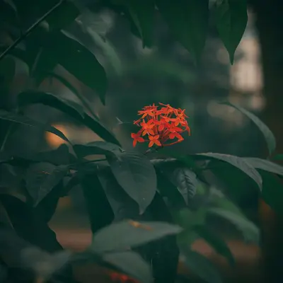ProCut® Red flower variety