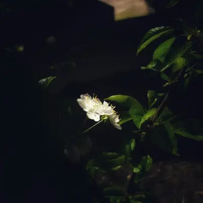ProCut® White Nite flower variety