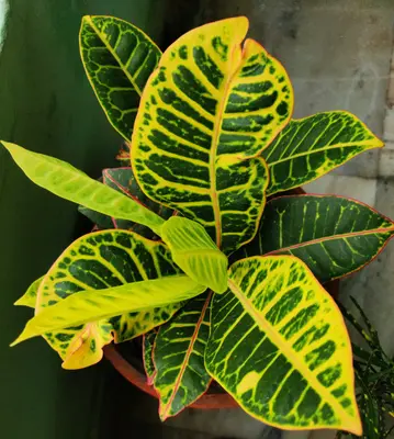 Pulsar flower variety