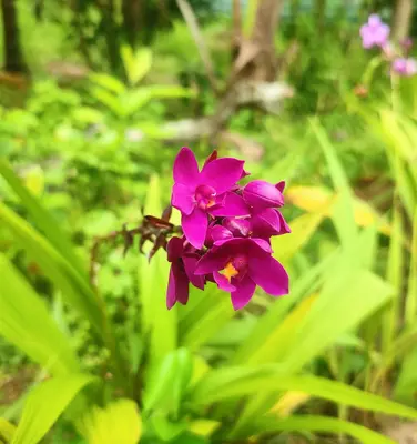Purple Queen flower variety