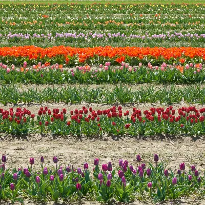 Purple Red flower variety
