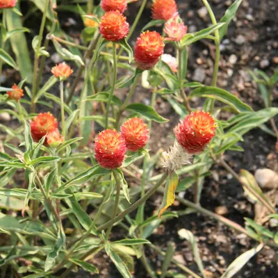 QIS™ Carmine flower variety