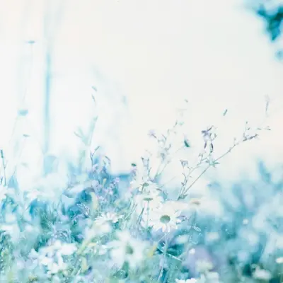 QIS™ Light Blue flower variety