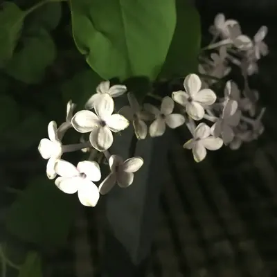 QIS™ Lilac flower variety