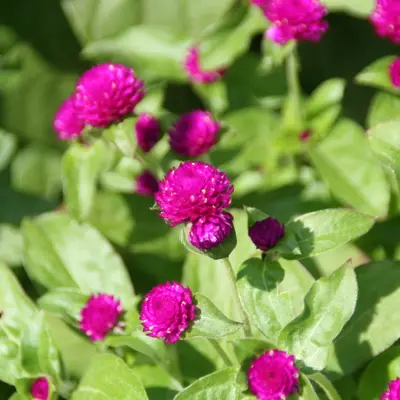 QIS™ Pink flower variety