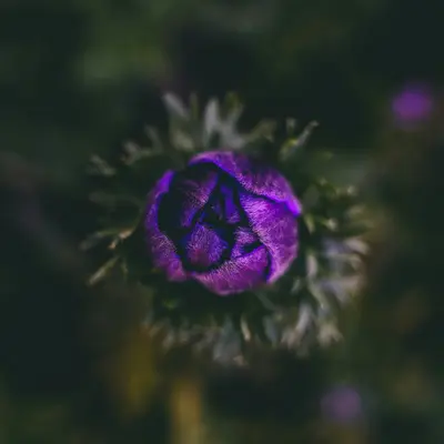 QIS™ Purple flower variety