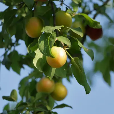 Queeny Lemon Peach flower variety
