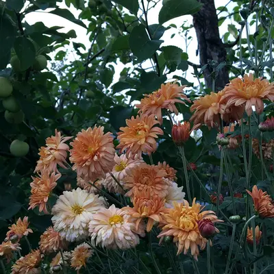 Queeny Lime Orange flower variety