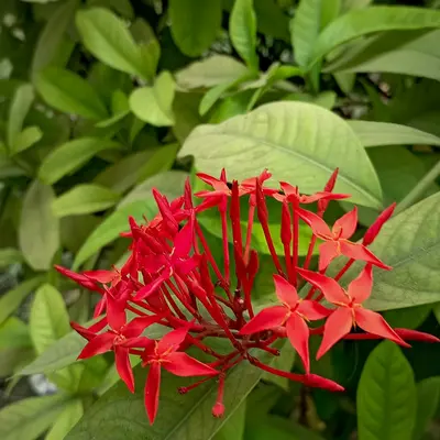 Queeny Red Lime flower variety
