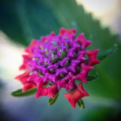 Raspberry Cream flower variety
