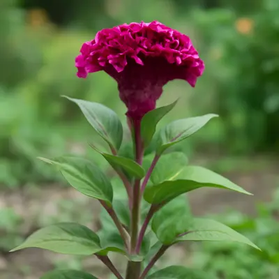 Reien flower variety