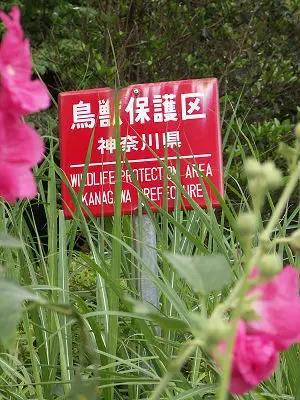 Reien flower variety