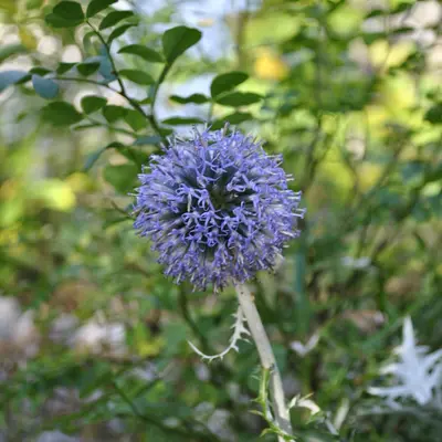 Ritro flower variety
