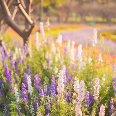 Rocket Mix flower variety