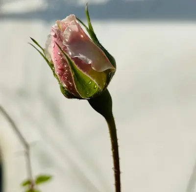 Rose David Austin Lady of Shalott flower variety