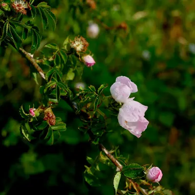 Rose Eden Climbing flower variety
