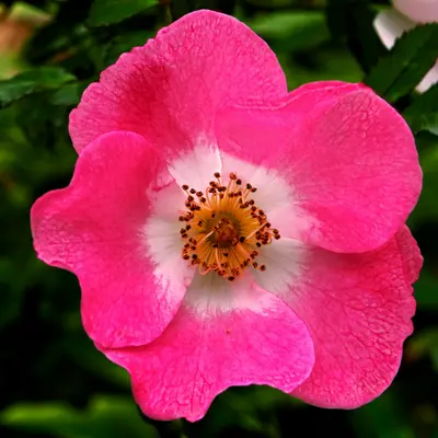 Rose Knockout Pink flower variety